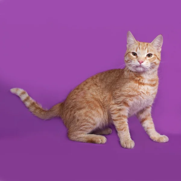 Leylak üzerinde kırmızı tekir kedi duran — Stok fotoğraf