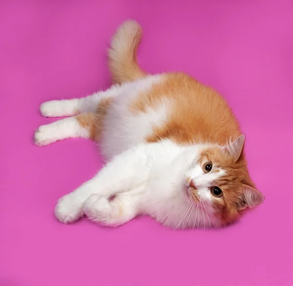 Gato fofo vermelho e branco deitado no rosa — Fotografia de Stock