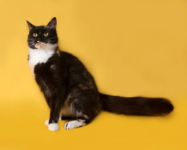 Tricolor cat sits on yellow — Stock Photo, Image