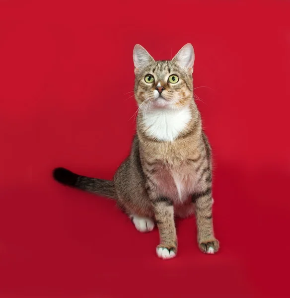 Striped en witte kat zittend op rood — Stockfoto