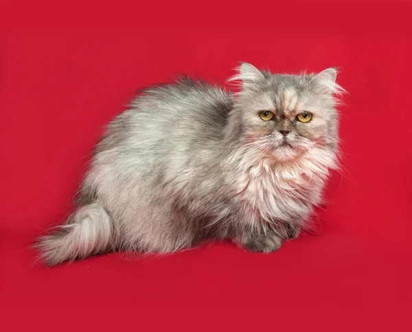 Gray Exot cat sitting on red — Stock Photo, Image