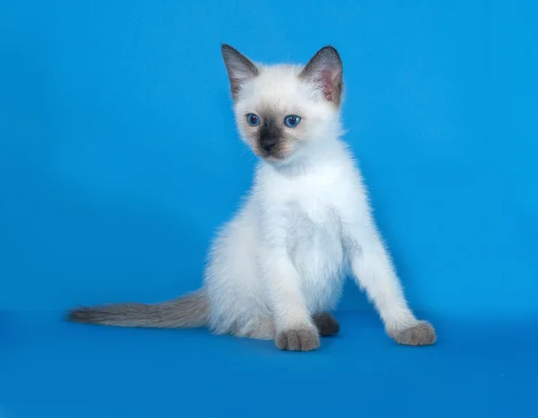 Thai white kitten sitting on blue — Stock Photo, Image