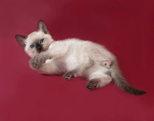 Tailandés blanco gatito se encuentra en rojo — Foto de Stock