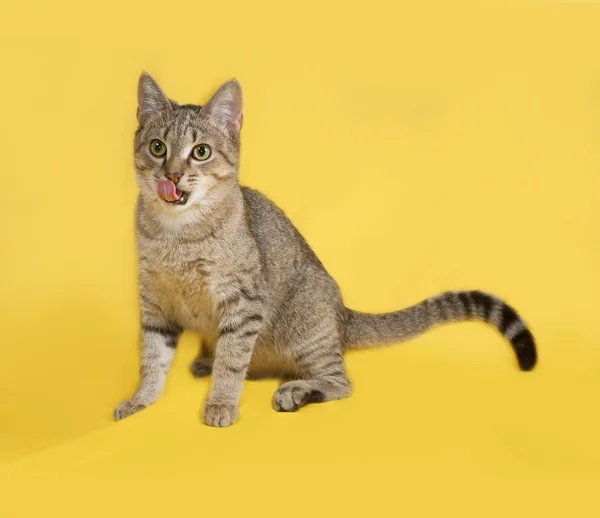 Cinza gato tabby sentado no amarelo — Fotografia de Stock