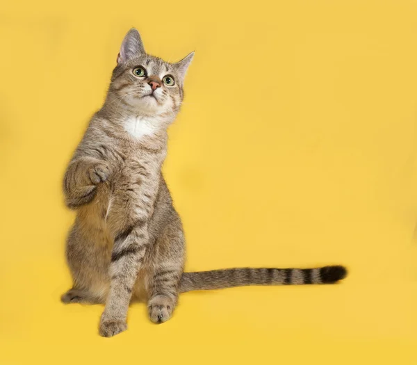 Серый тэбби-кот сидит на желтом — стоковое фото