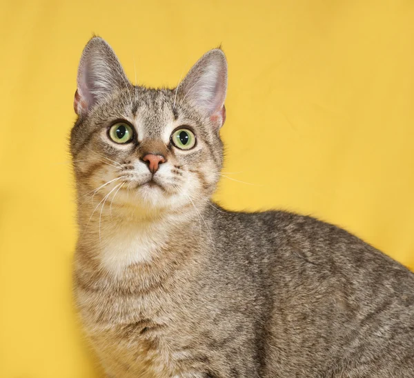 Gatto tabby grigio seduto sul giallo — Foto Stock