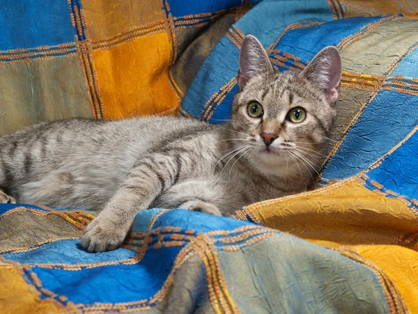 カラフルな毛布の上に横たわる縞模様の猫 — ストック写真