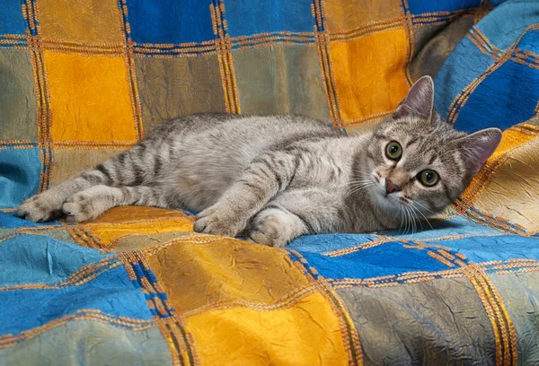 Gestreifte Katze liegt auf kunterbunter Decke — Stockfoto
