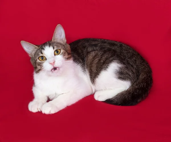 Striped en witte kat tiener ligt op rood — Stockfoto