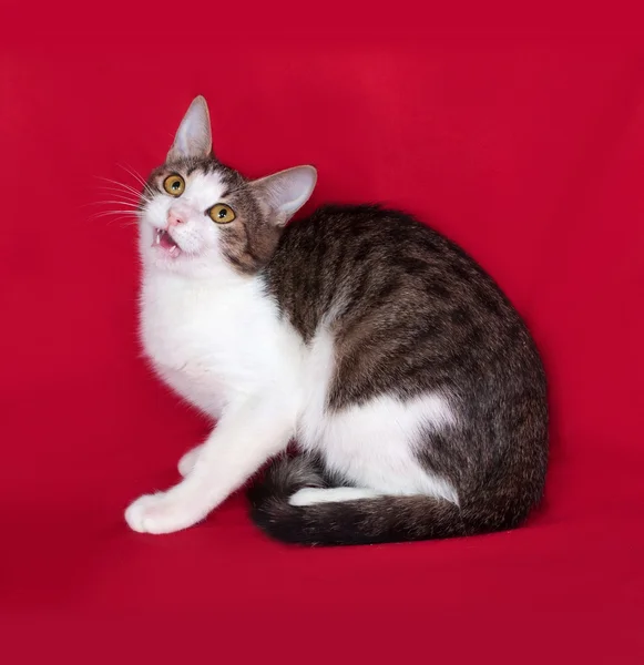 Adolescent chat rayé et blanc repose sur le rouge — Photo