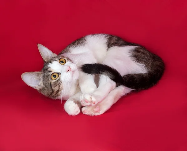 Striped and white cat teenager lies on red — Stock Photo, Image