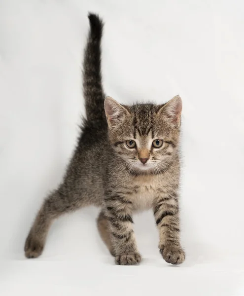 Striped kitten goes on gray — Stock Photo, Image