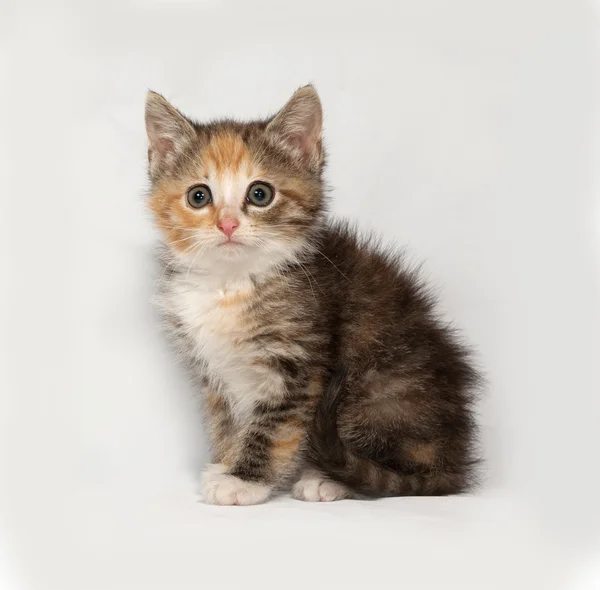 Tricolor fluffy kitten sitting on gray — Stock Photo, Image