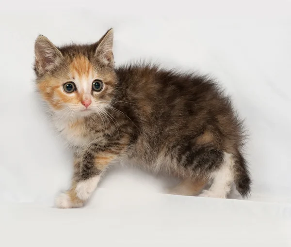 Gri üzerine gidiş üç renkli kabarık kedi yavrusu — Stok fotoğraf