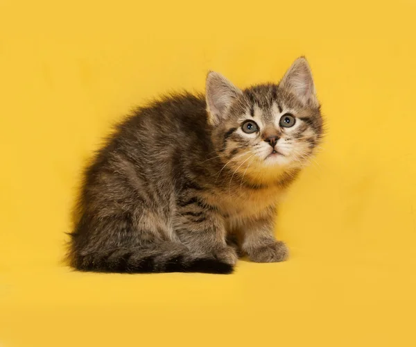 Tabby kitten sitting on yellow — Stock Photo, Image