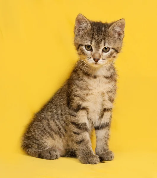 Tabby kitten sitting on yellow — Stock Photo, Image