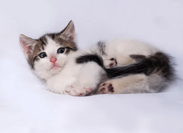Blanco y rayas gatito acostado en gris —  Fotos de Stock