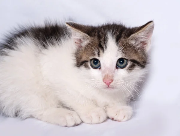 Blanco y rayas gatito acostado en gris — Foto de Stock