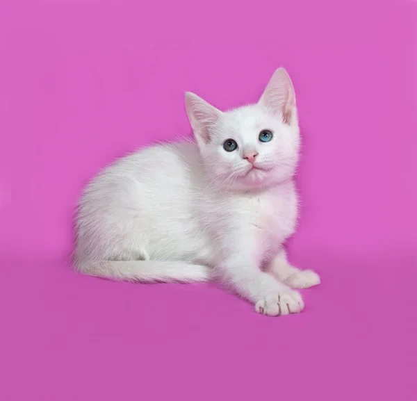 Pluizige witte kitten ligt op roze — Stockfoto