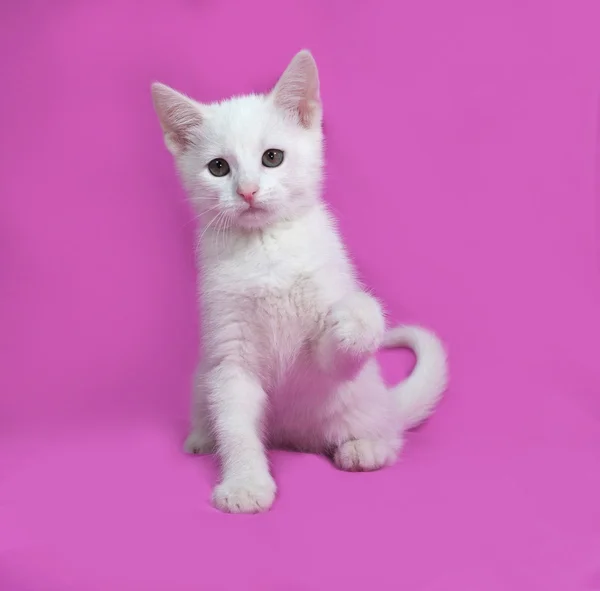 Fluffy white kitten sitting on pink — Stock Photo, Image