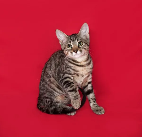 Small striped kitten sitting on red — Stock Photo, Image