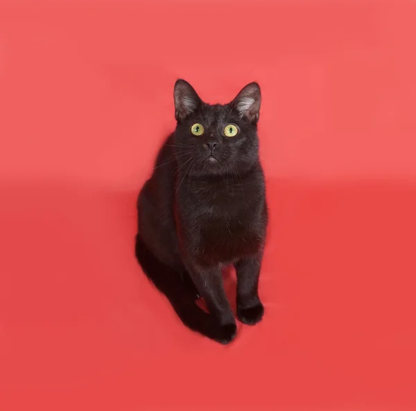 Black cat sitting on orange — Stock Photo, Image