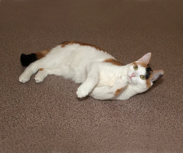 Tricolor cat lying on floor — Stock Photo, Image