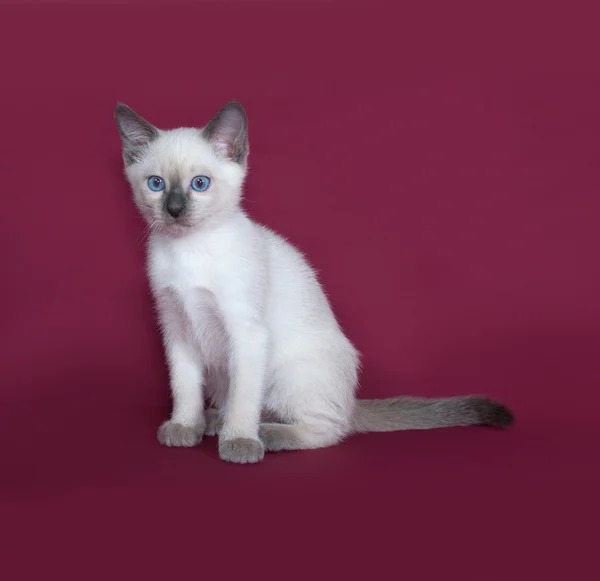 Thai gattino bianco seduto su bordeaux — Foto Stock