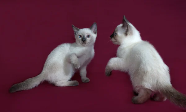Zwei weiße thailändische Kätzchen spielen auf weinrot — Stockfoto