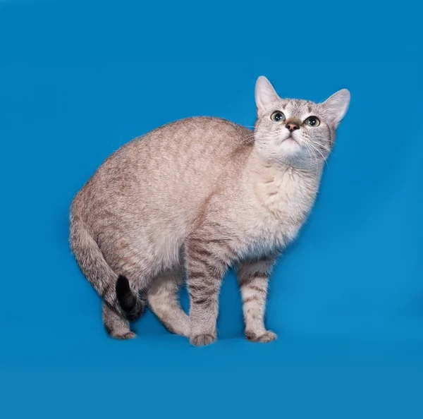 Rayas gato gris sentado en azul —  Fotos de Stock