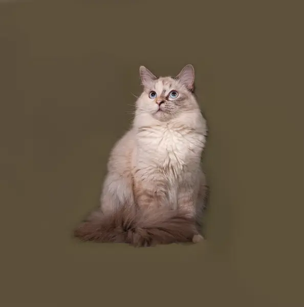 Η γάτα Σιβηρίας σφραγίδα σημείο που κάθεται στο πράσινο — Φωτογραφία Αρχείου