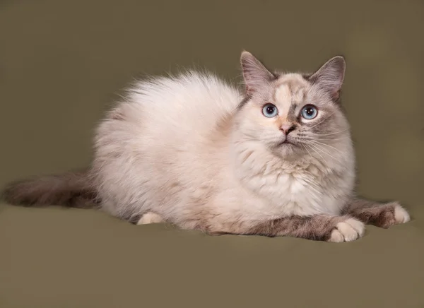 Siberian cat seal point lies on green — Stock Photo, Image