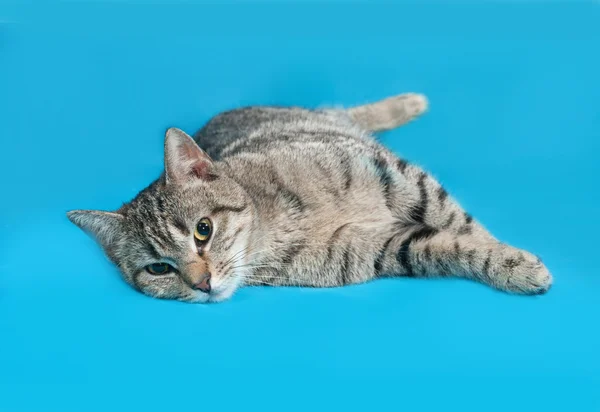 Gray striped cat lies on blue — Stock Photo, Image