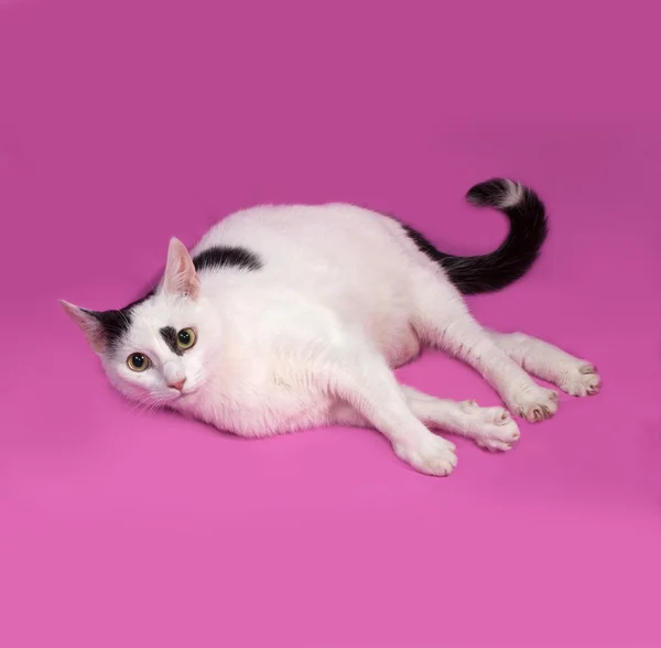 Biały kot z czarne plamy, leżący na NK — Zdjęcie stockowe