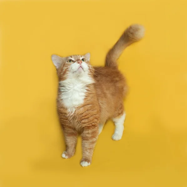 Красно-белый пушистый кот стоит на желтом — стоковое фото