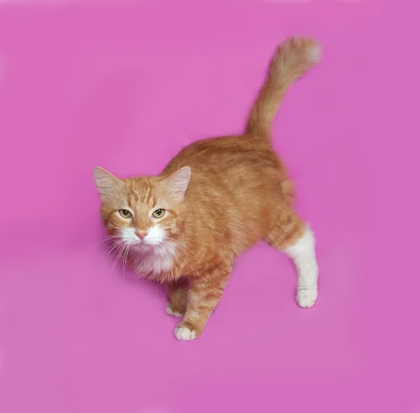 White and red cat standing on pink — Stock Photo, Image