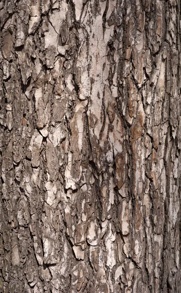 Textura staré kůry stromu — Stock fotografie