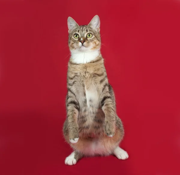 Striped and white cat sitting on red — Stock Photo, Image