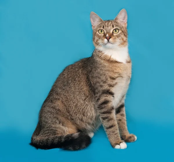 Striped and white cat sitting on blue — Stock Photo, Image