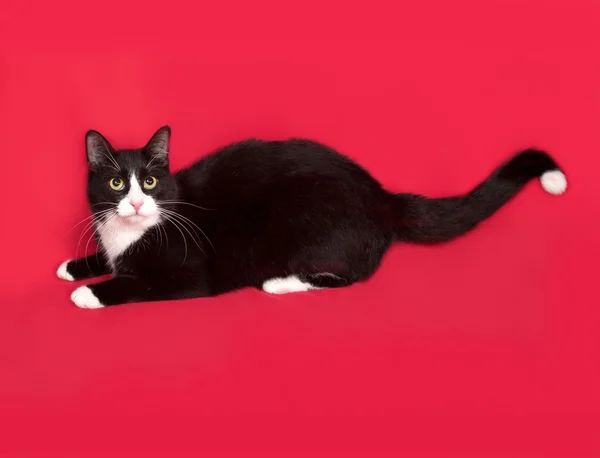 Zwart-witte kat ligt op rood — Stockfoto