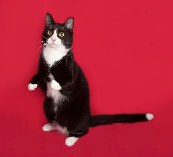 Gato preto e branco sentado no vermelho — Fotografia de Stock