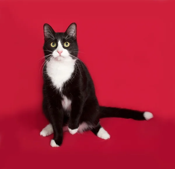 Schwarz-weiße Katze sitzt auf rot — Stockfoto