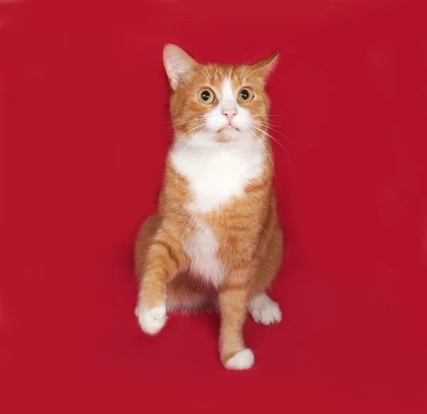 Rote und weiße Katze sitzt auf rot — Stockfoto
