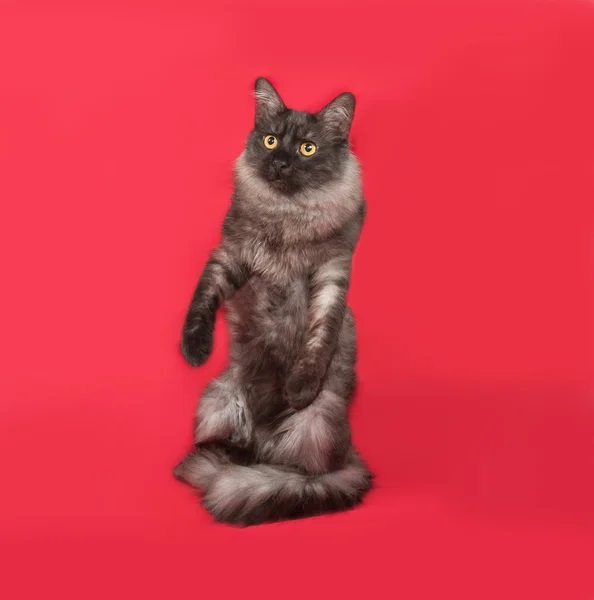 Cinza e branco gato fofo em pé no vermelho — Fotografia de Stock