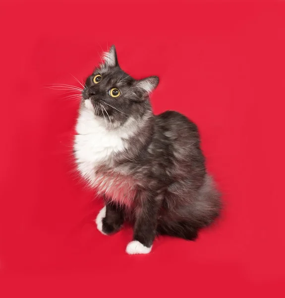 Gray and white fluffy cat sitting on red — Stock Photo, Image