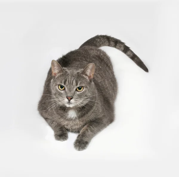 Grijze striped en witte kat ligt op grijs — Stockfoto