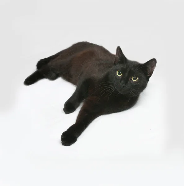 Gato negro acostado sobre gris — Foto de Stock