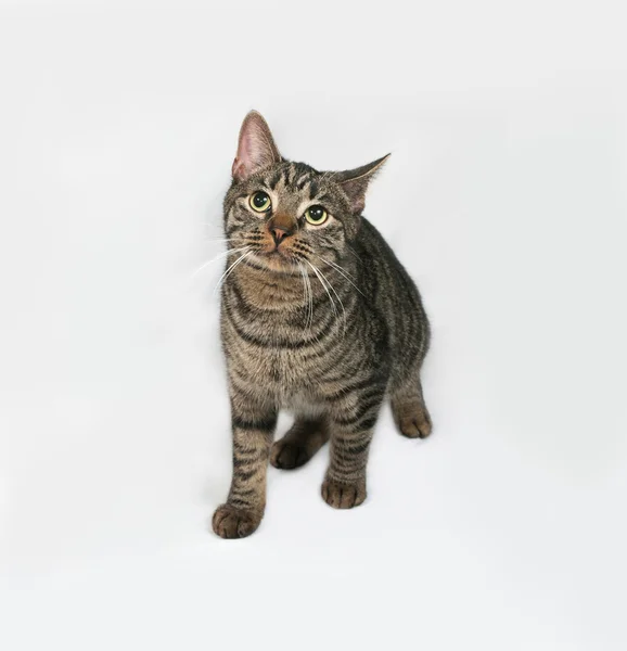 Striped cat standing on gray — Stock Photo, Image