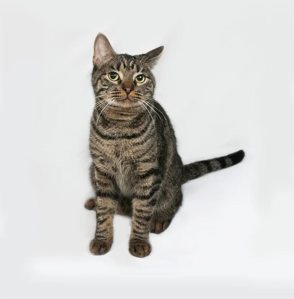 Striped cat sits on gray — Stock Photo, Image