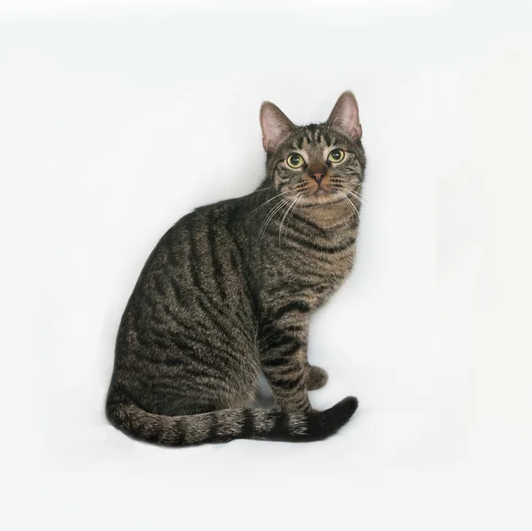 Striped cat sits on gray — Stock Photo, Image
